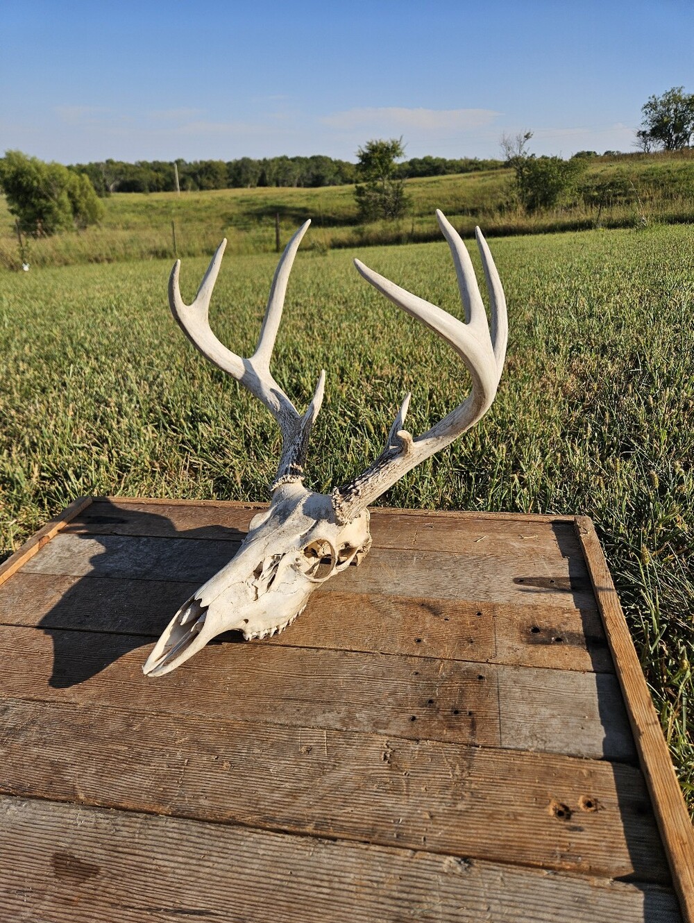 WHITETAIL DEER SKULL European Mount Taxidermy 9 Point Buck Antlers Cabin Decor